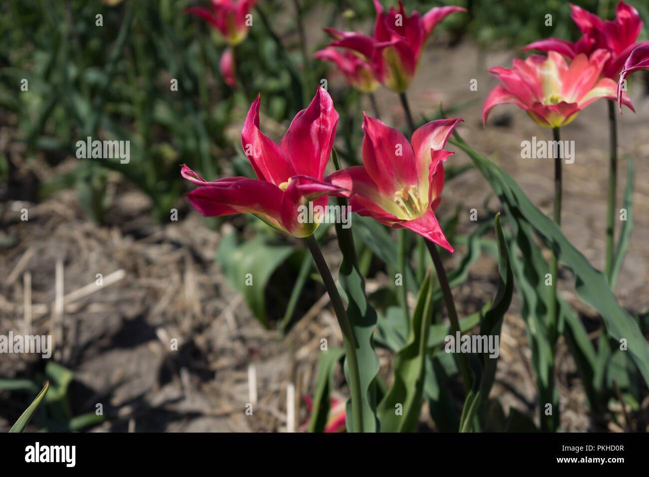Netherlands,Lisse,Europe, a pink flower on a plant Stock Photo
