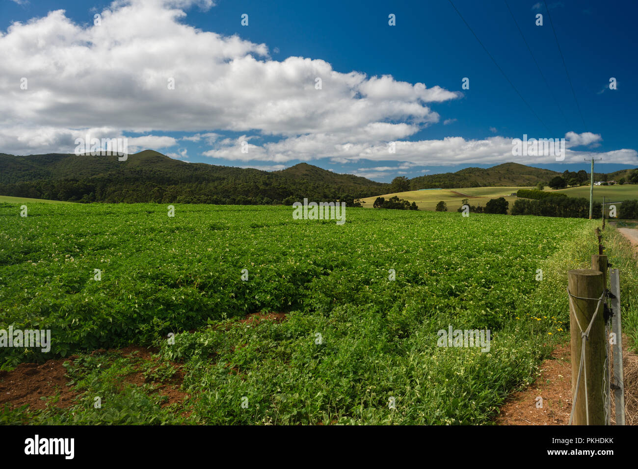 potatoes growing in Tasmania. Tasmania is the main supplier of potatoes for McDonalds Australia