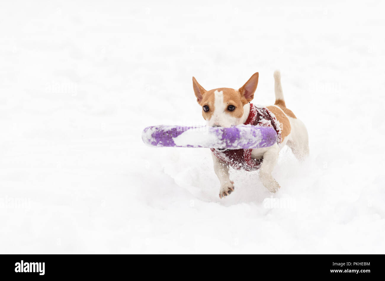 Small dog fetches big ring toy on snow Stock Photo