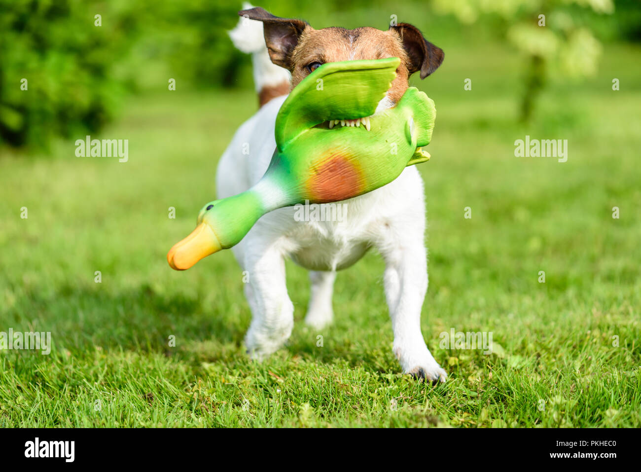 Hunting dog training to fetch game with toy duck shows teeth Stock Photo