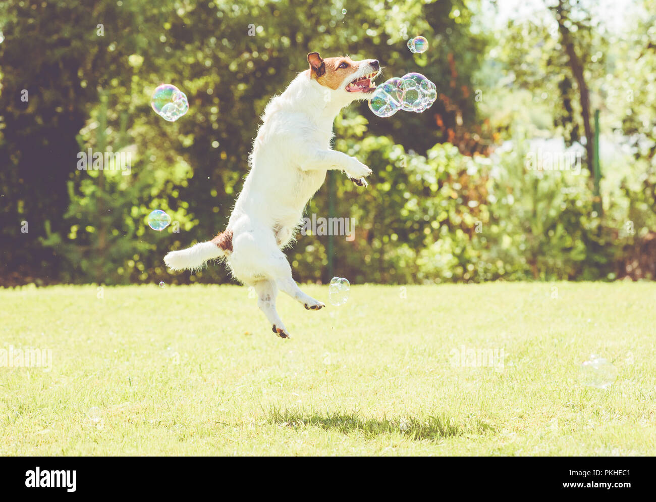 Playful dog jumps high to catch soap bubbles at sunny lawn at hot