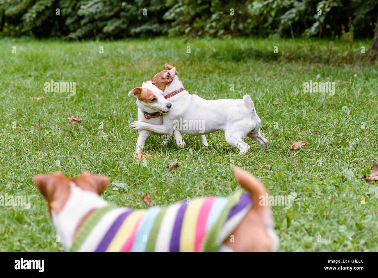 Dog looking at other dogs playing and wrestling at off-leash canine park Stock Photo