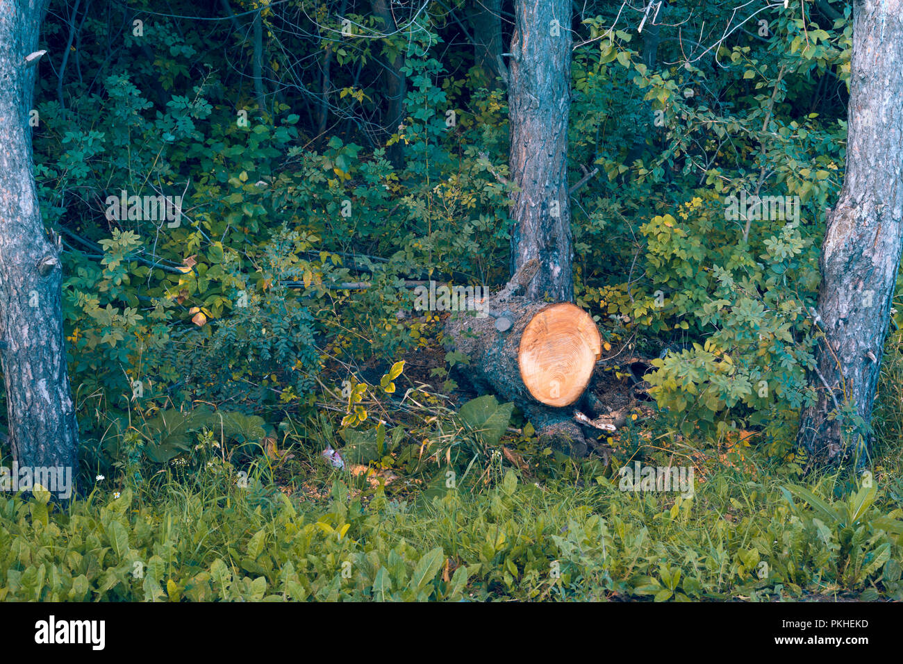 The general plan of the spruce pine trunk of a tree with annual rings