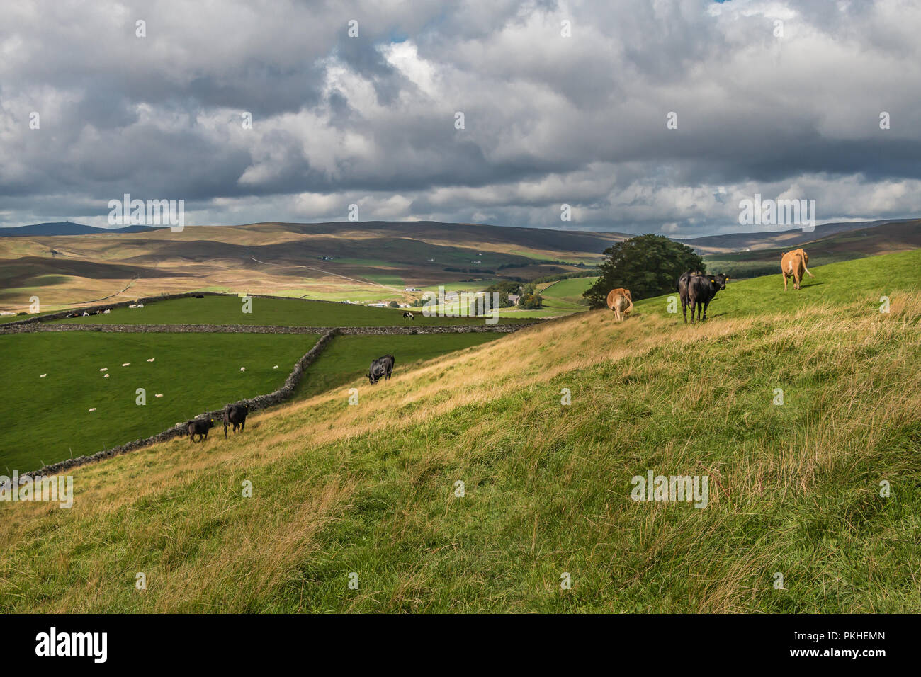 North Pennines AONB Landscape, cattle grazing on the hillside at Hanging Shaw. Upper Teesdale, UK in early autumn sunshine Stock Photo