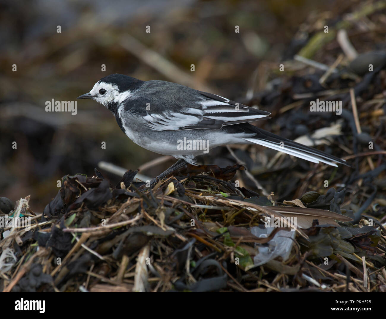Pied Wagtail, Motacilla alba, foraging in debris on beach, Morecambe Bay, Lancashire, UK Stock Photo
