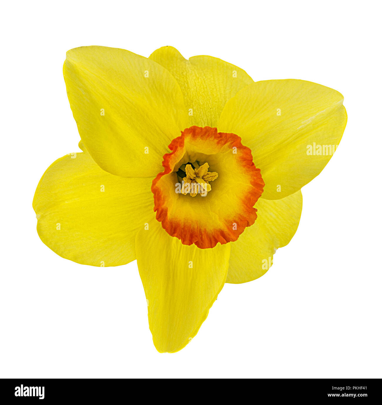 narcissus flower isolated on a white background Stock Photo Alamy