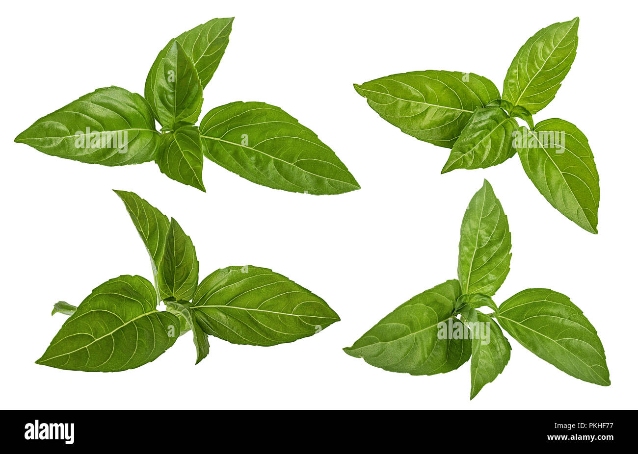 Basil isolated on white background Stock Photo - Alamy
