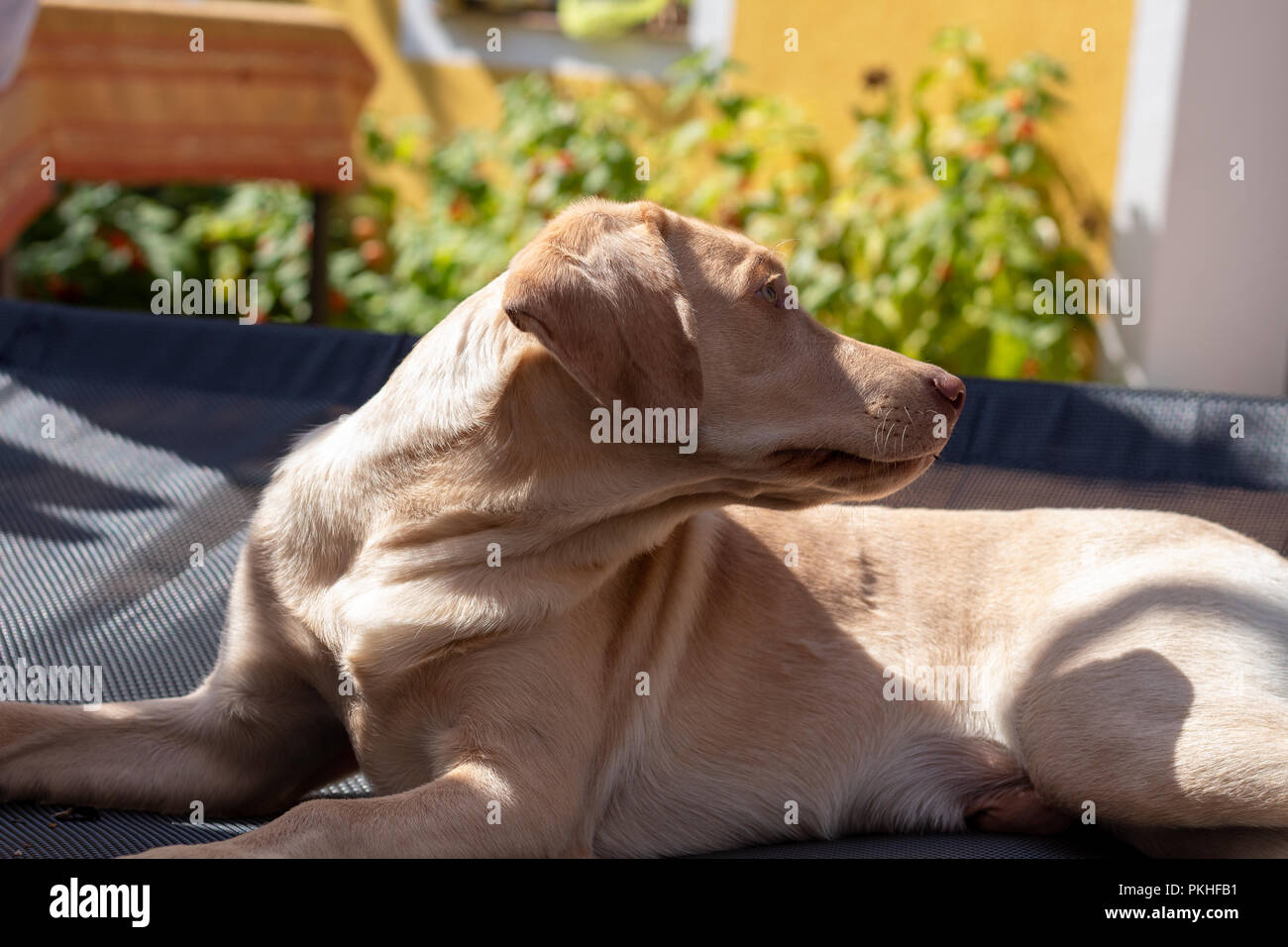 Young dog is sunbathing in the sun Stock Photo Alamy