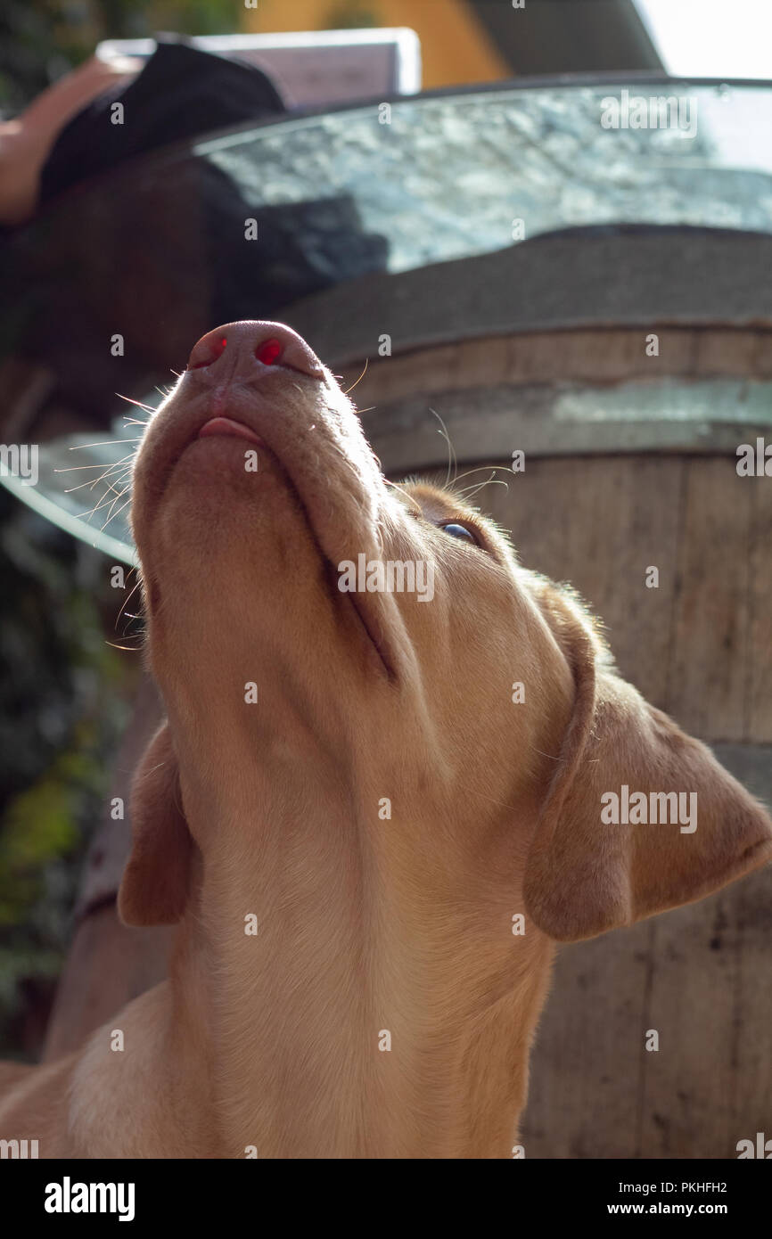 Young dog looks up to his toy Stock Photo