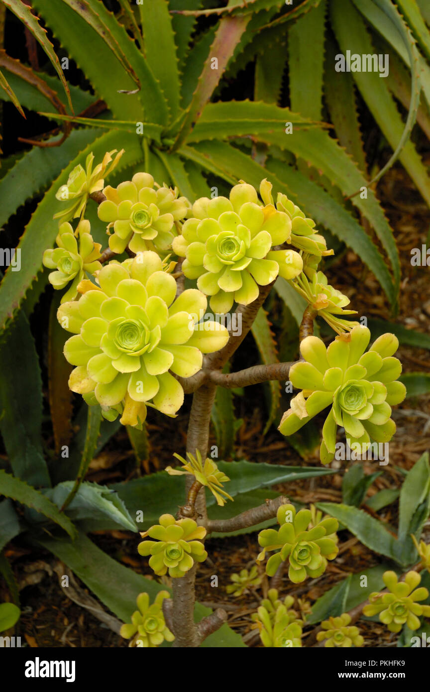 Cactus. Portugal Stock Photo