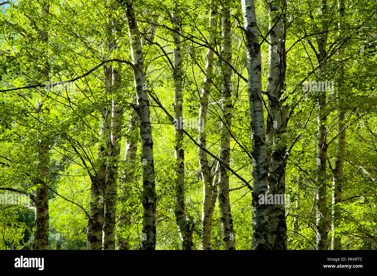 Covão da Ametade. Parque Natural da Serra da Estrela, Portugal Stock ...
