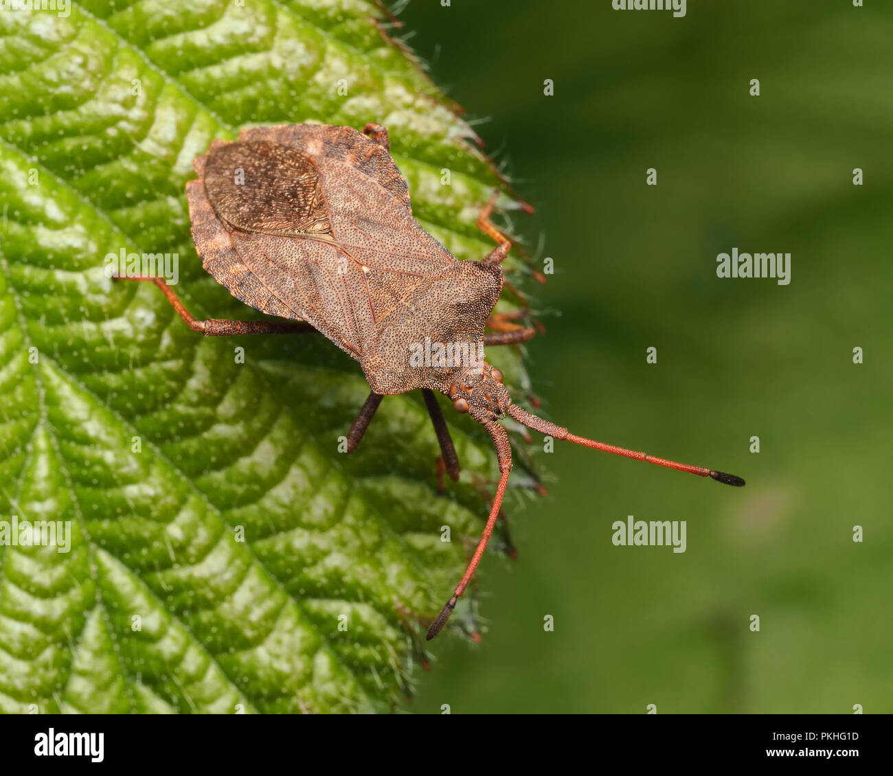 Dock Bug (Coreus marginatus) perched on leaf. Tipperary, Ireland Stock Photo