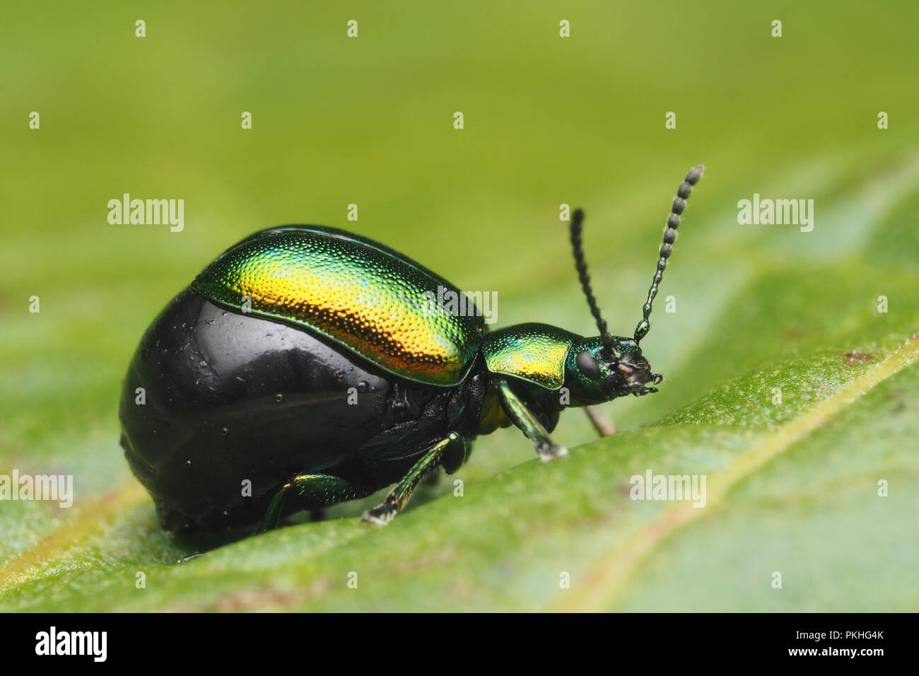 Female Green Dock beetle (Gastrophysa viridula) full of eggs and