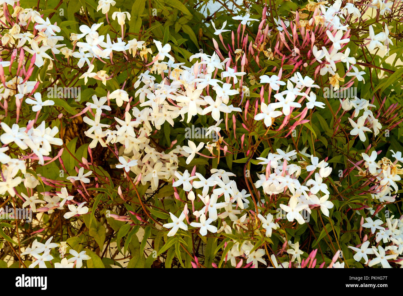 Jasmine (Jasminum nitidum). Portugal Stock Photo