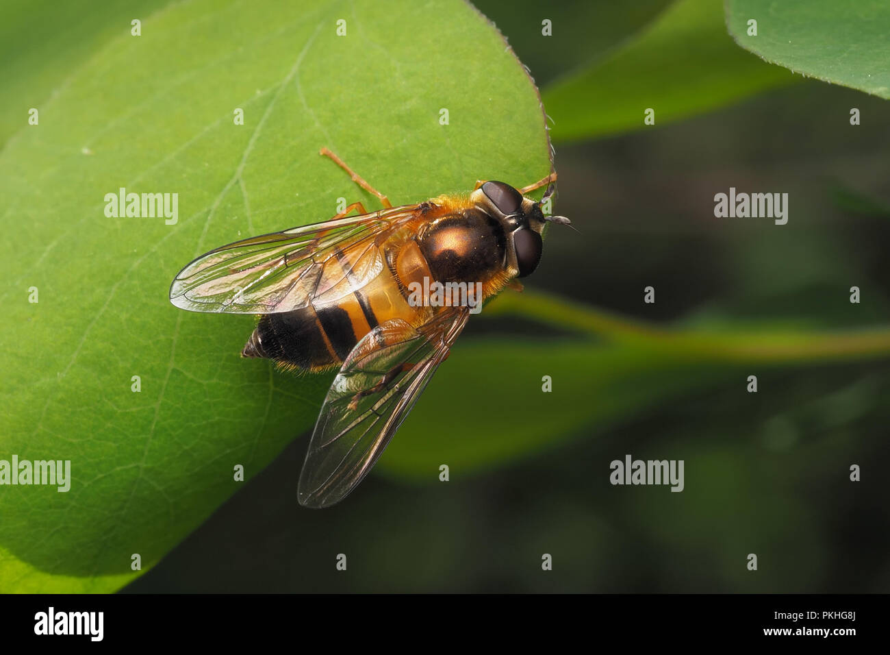 Hoverfly (Epistrophe eligans) female perched on plant leaf. Tipperary, Ireland Stock Photo