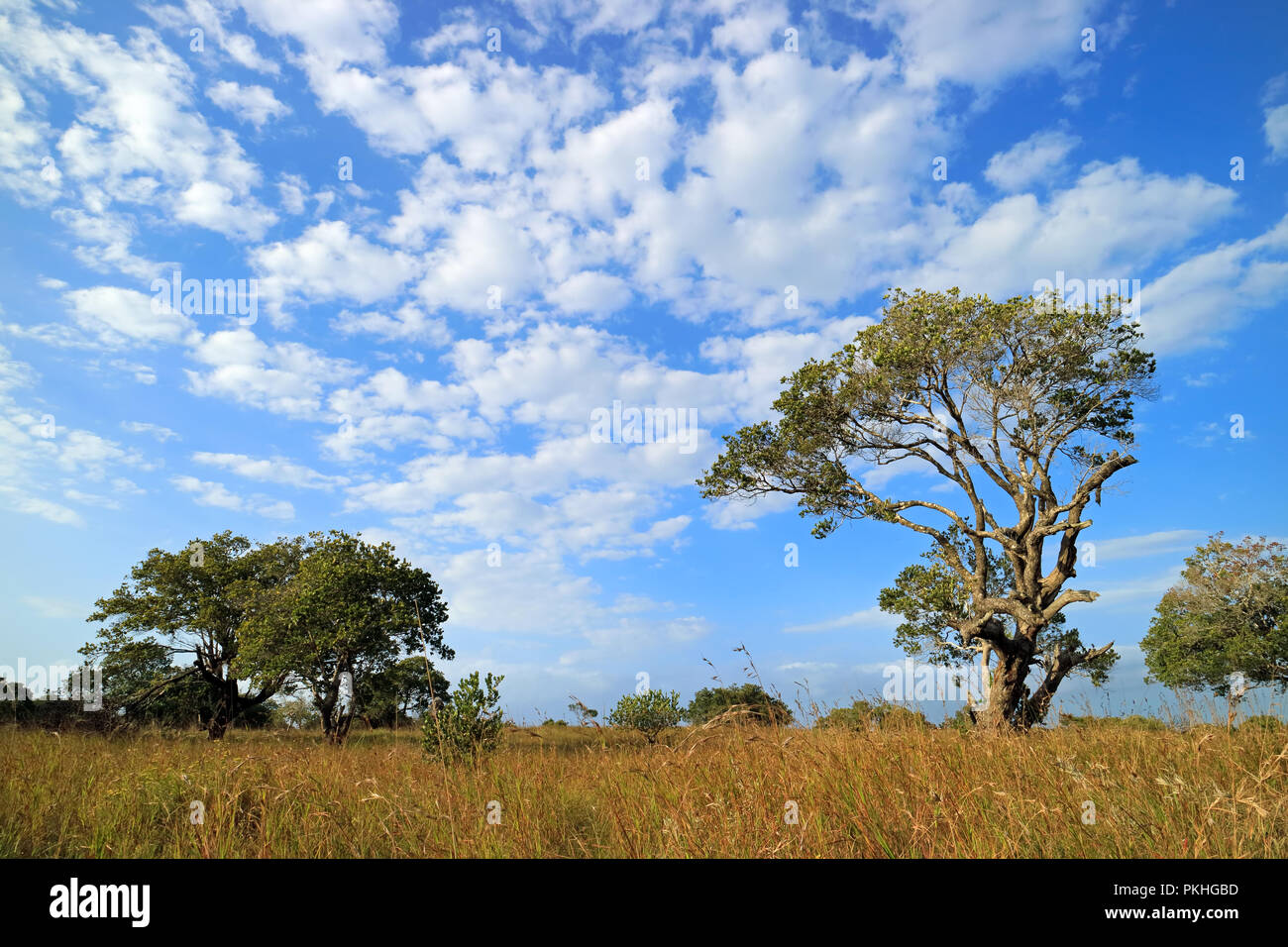 African Savannah Stock Photos & African Savannah Stock Images Alamy