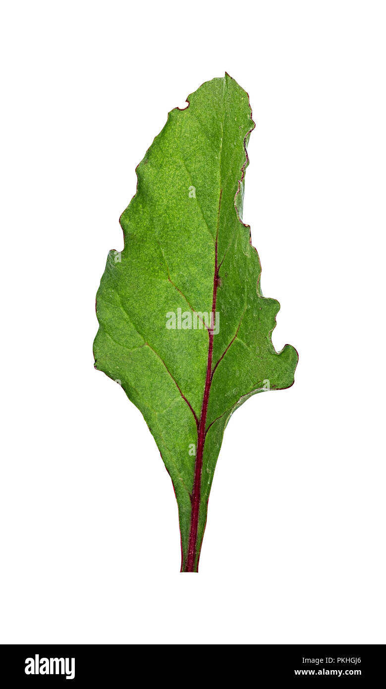 Beetroot leaves isolated on white Stock Photo Alamy