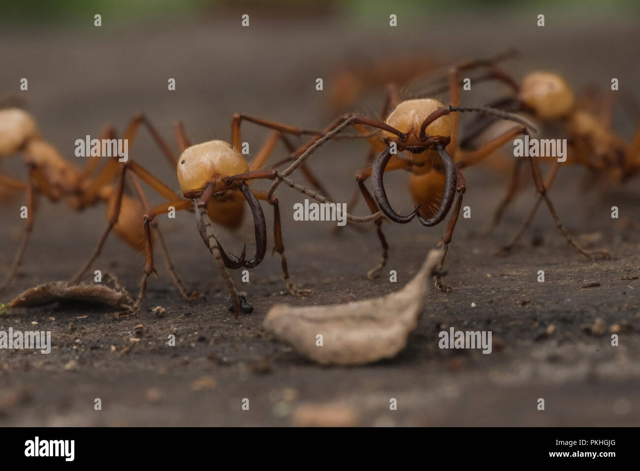 Army ants (Eciton hamatum) in a raiding swarm. The soldier caste has enlarged mandibles and is bigger to more effectively defend against predators. Stock Photo