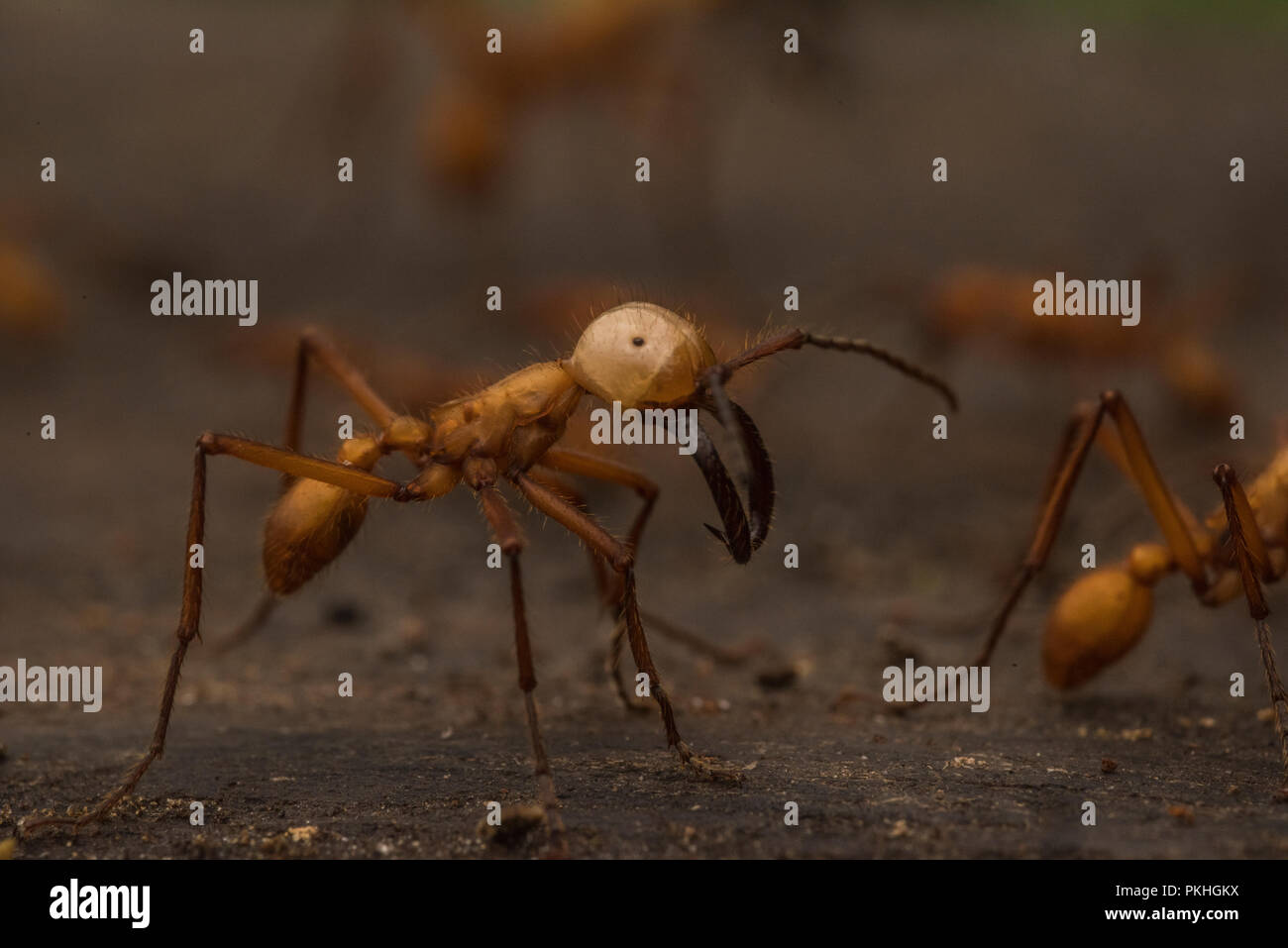 Army ants (Eciton hamatum) in a raiding swarm. The soldier caste has enlarged mandibles and is bigger to more effectively defend against predators. Stock Photo