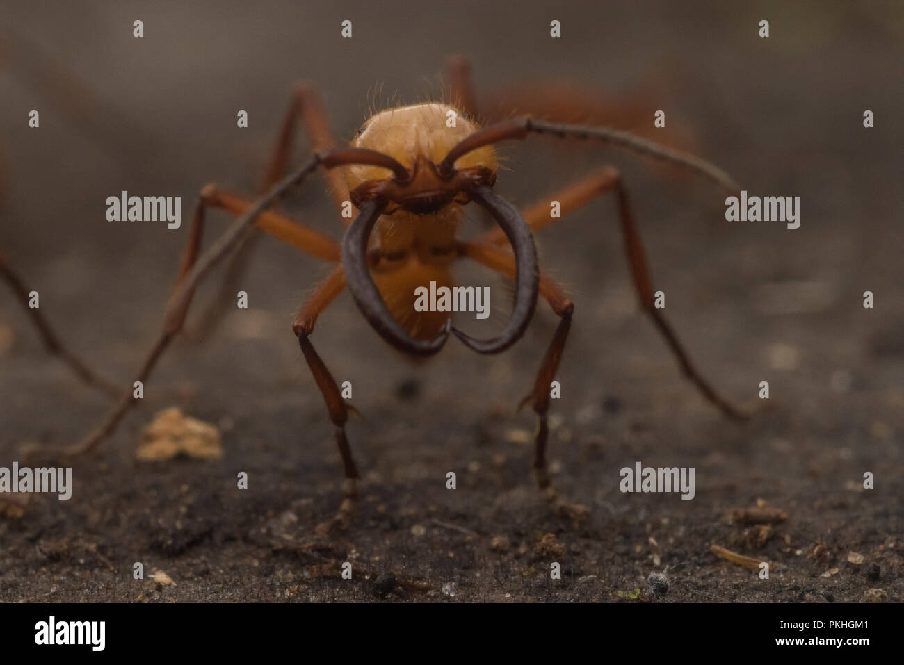 Army ants (Eciton hamatum) in a raiding swarm. The soldier caste has enlarged mandibles and is bigger to more effectively defend against predators. Stock Photo