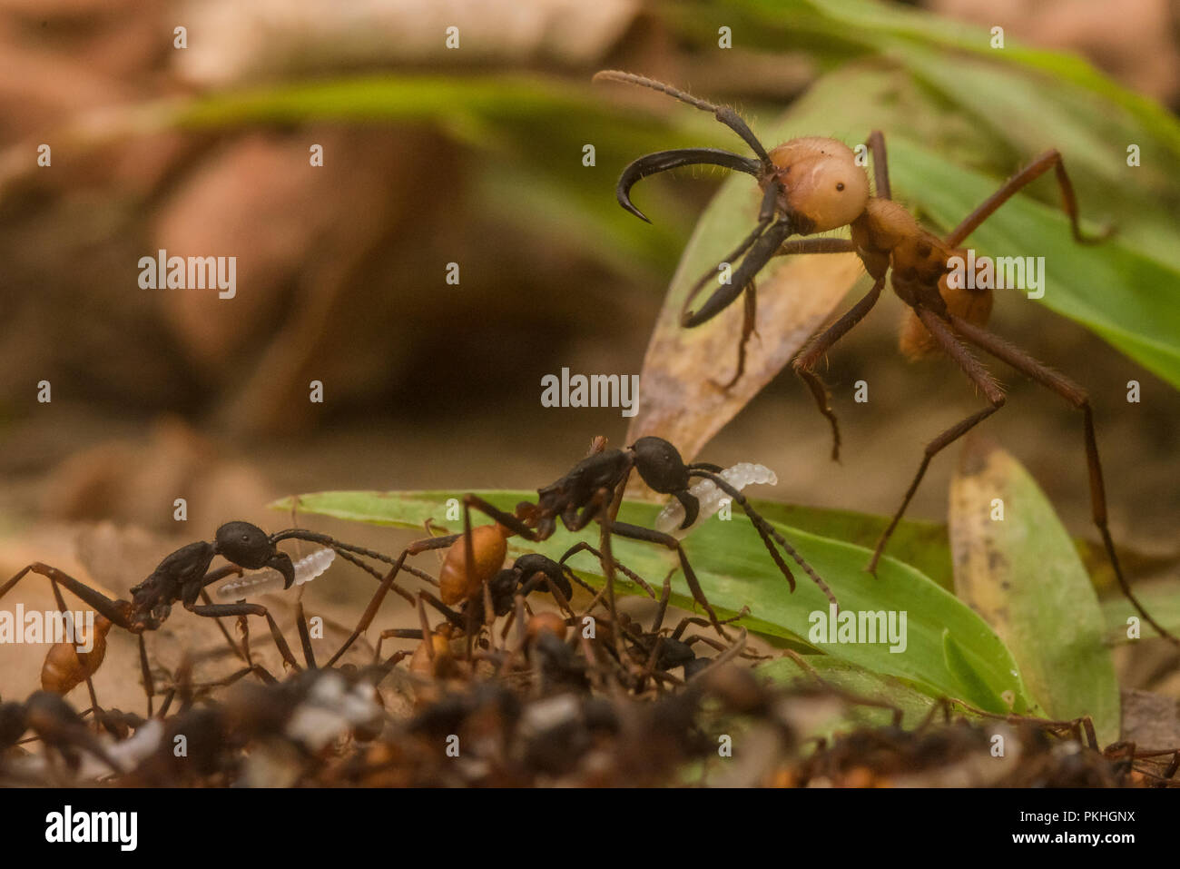 Army ants swarm across the forest floor in huge numbers.  This is Eciton burchellii a common species in South America. Stock Photo