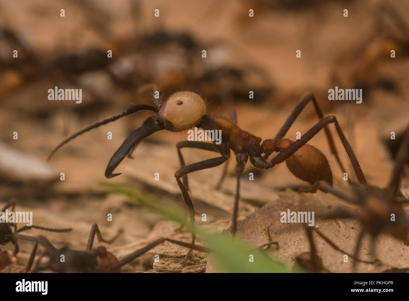 Army Ant Swarm
