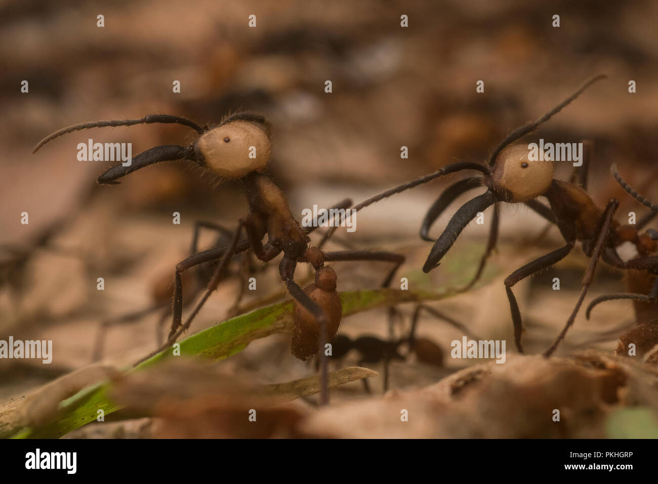 Army ants swarm across the forest floor in huge numbers.  This is Eciton burchellii a common species in South America. Stock Photo