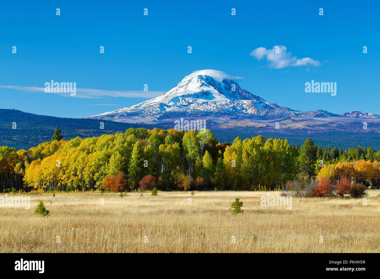 Mt Adams and aspen trees in autumn and a grazing field Stock Photo