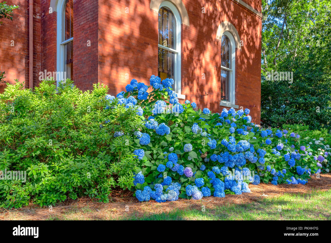 Mass planting of blue hydrangea on the campus of the University of Mississippi. Stock Photo