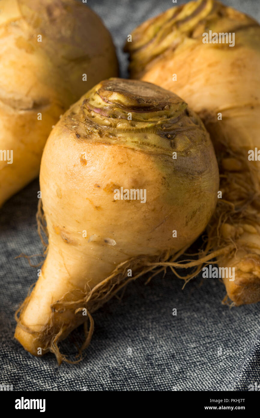 Healthy Raw Organic Brown Rutabaga Root Vegetables Stock Photo