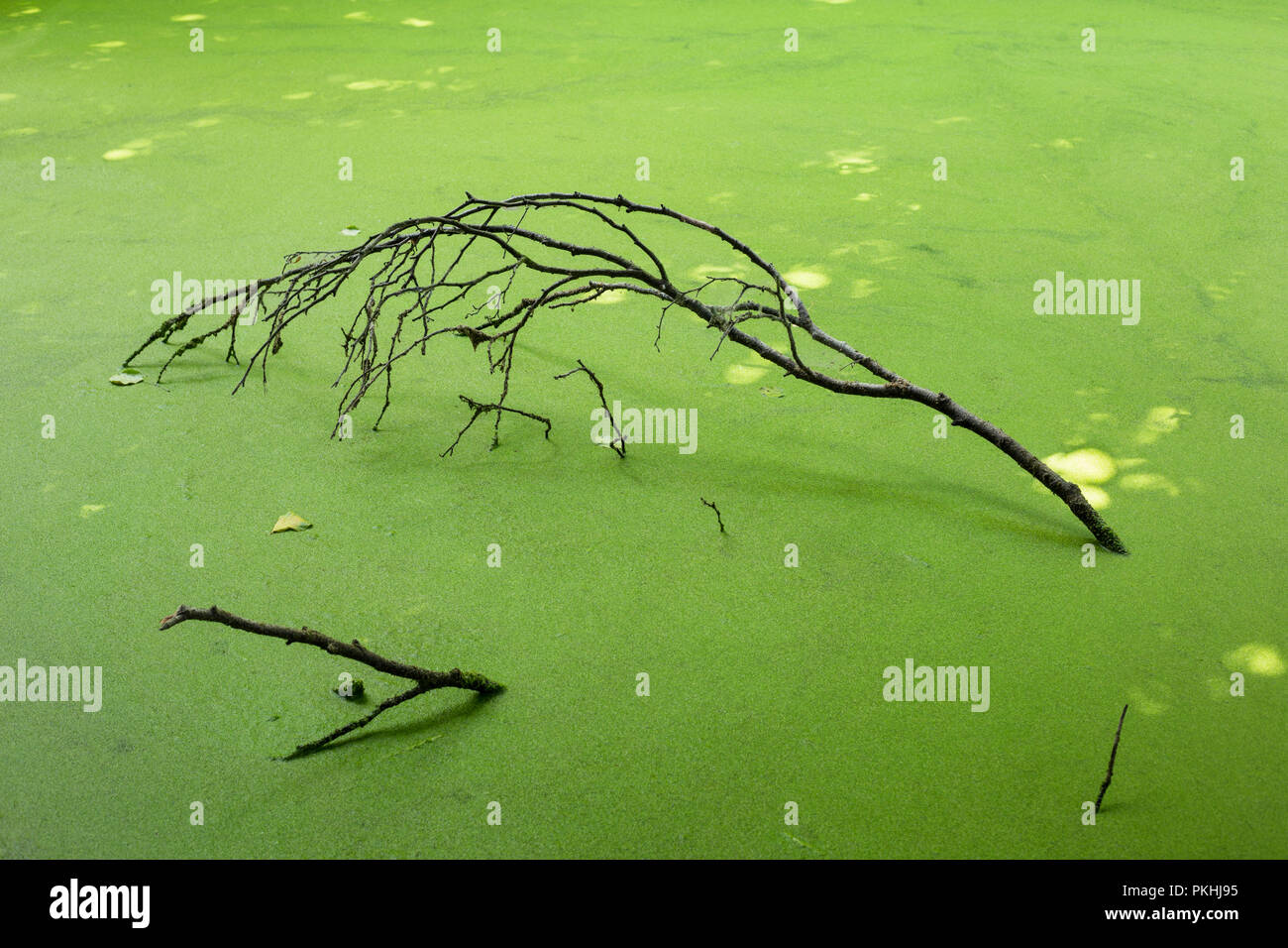Water surface full of light green duck weed and dry twig stick out of it Stock Photo