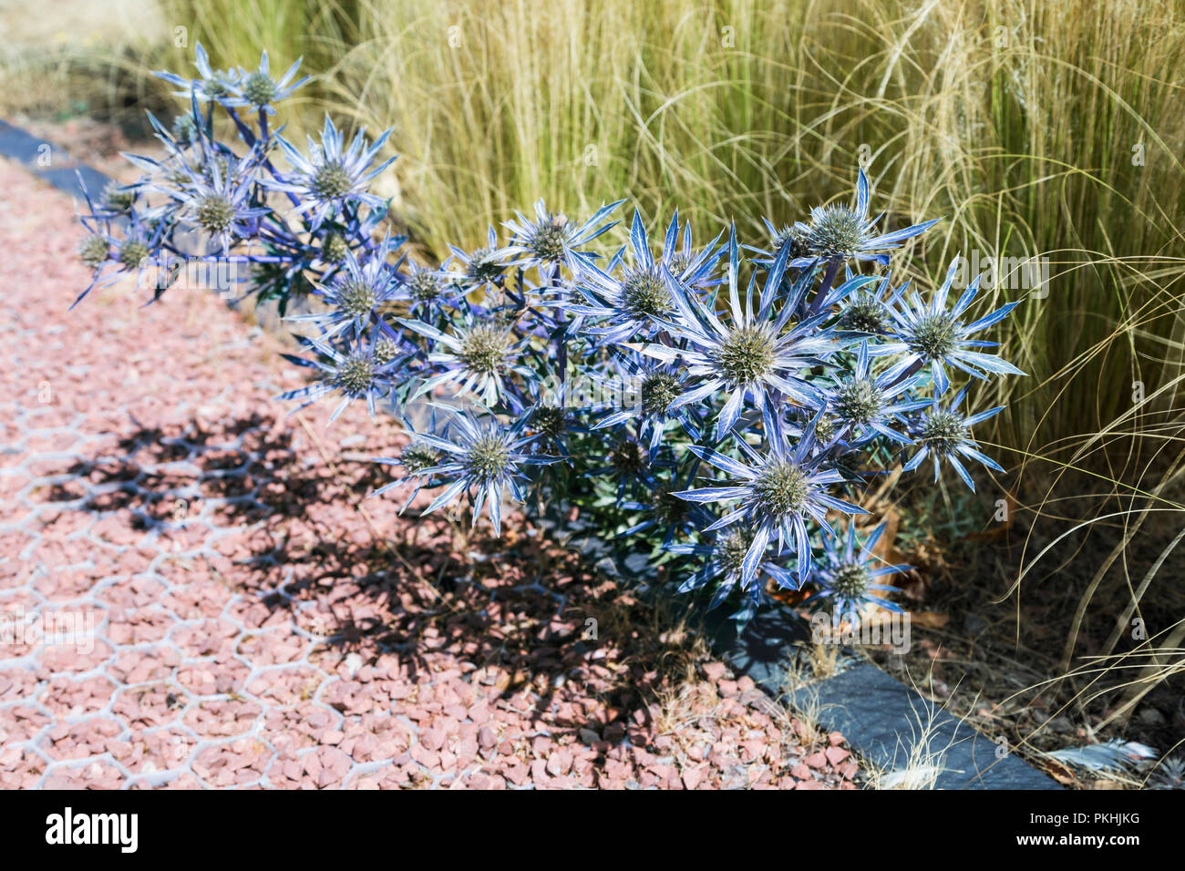 Flower bunch of thorny blue Sea holly (Eryngium planum) plant Stock
