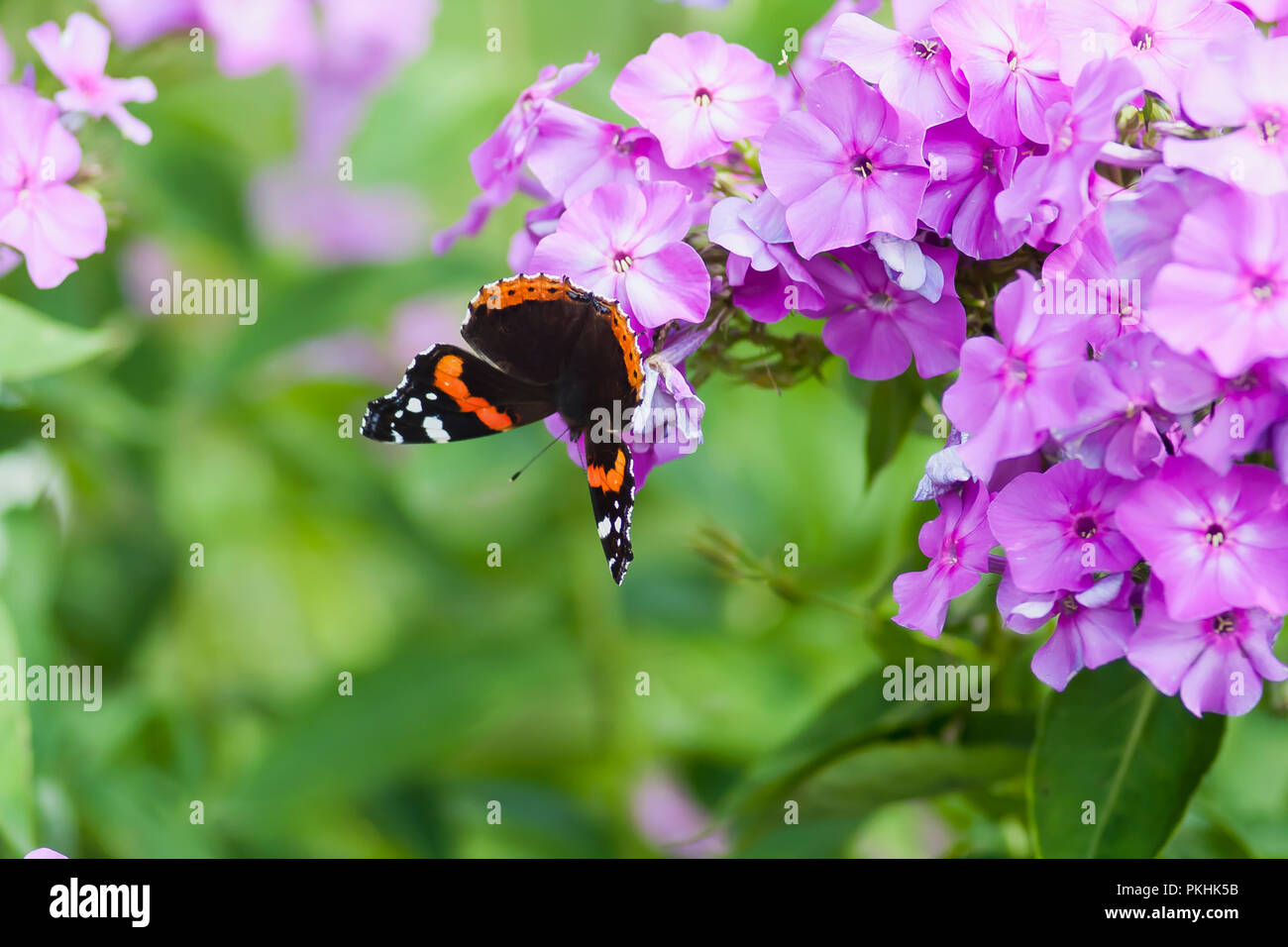 red admiral butterfly on phlox flower Stock Photo