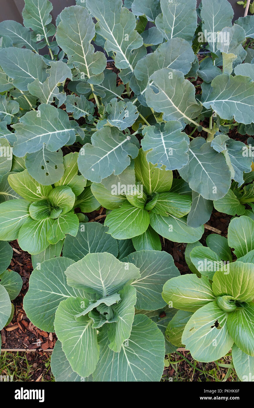 Bok choy growing hires stock photography and images Alamy