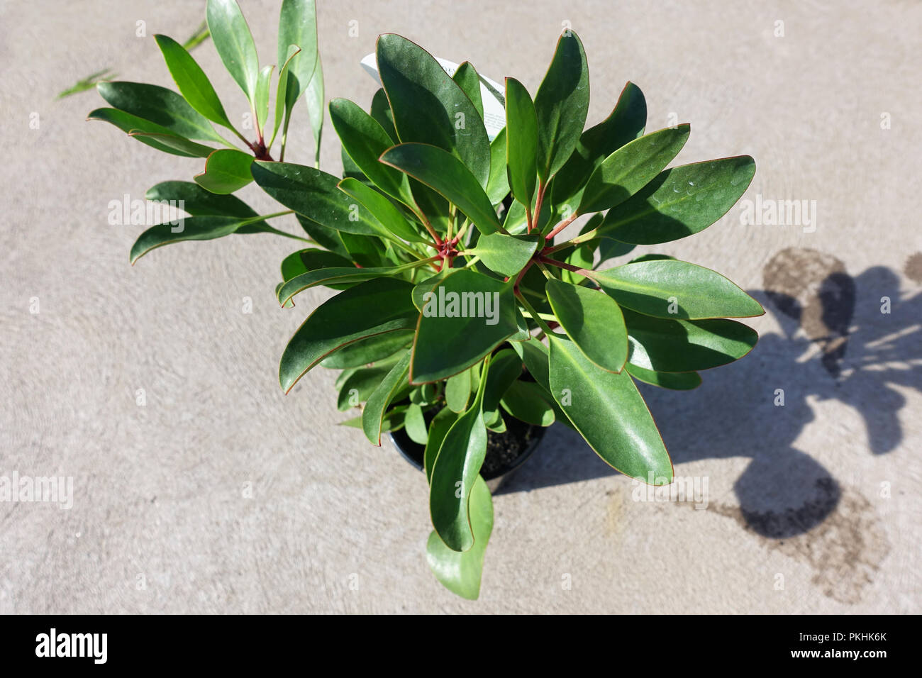King protea or known as Protea cynaroides young plant isolated Stock Photo