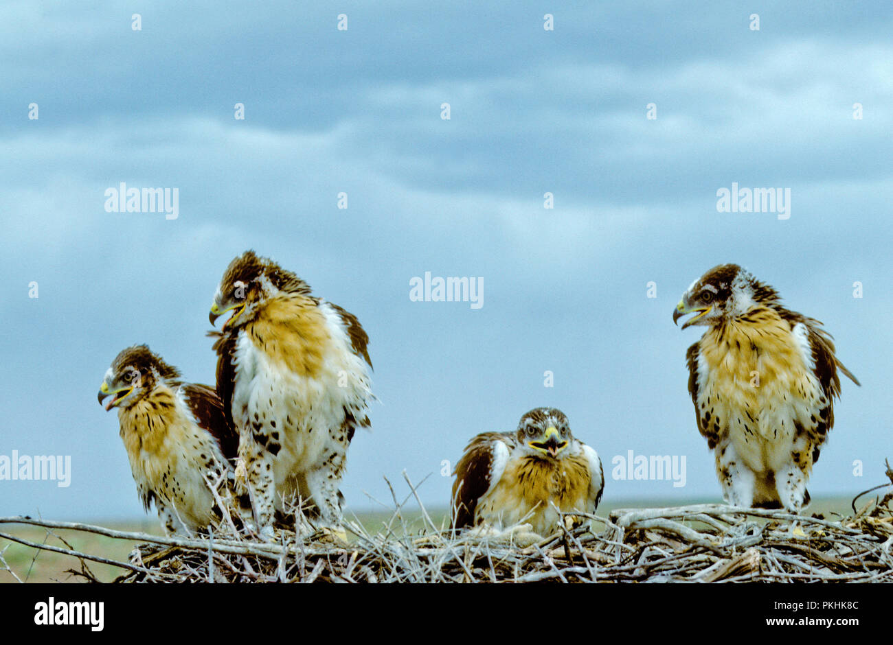 Juvenile ferruginous hawks (Buteo regalis) in nest in the Morley Nelson Snake River Birds of Prey National Conservation Area, Idaho Stock Photo