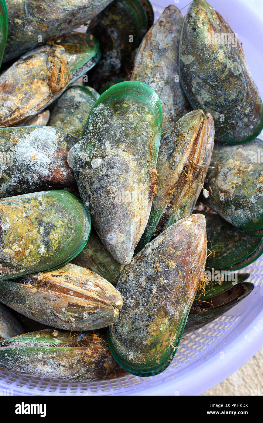 Perna canaliculus or known as New Zealand green-lipped mussel Stock Photo