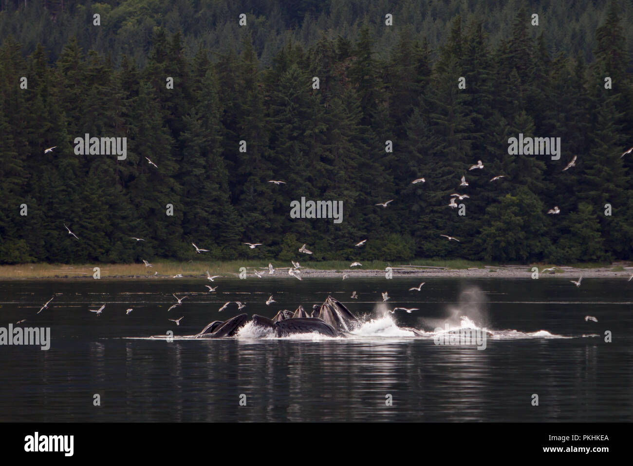 Humpback whales cooperatively bubble net feed  on schools of herring fish in Chatham Strait in Southeast Alaska, USA Stock Photo