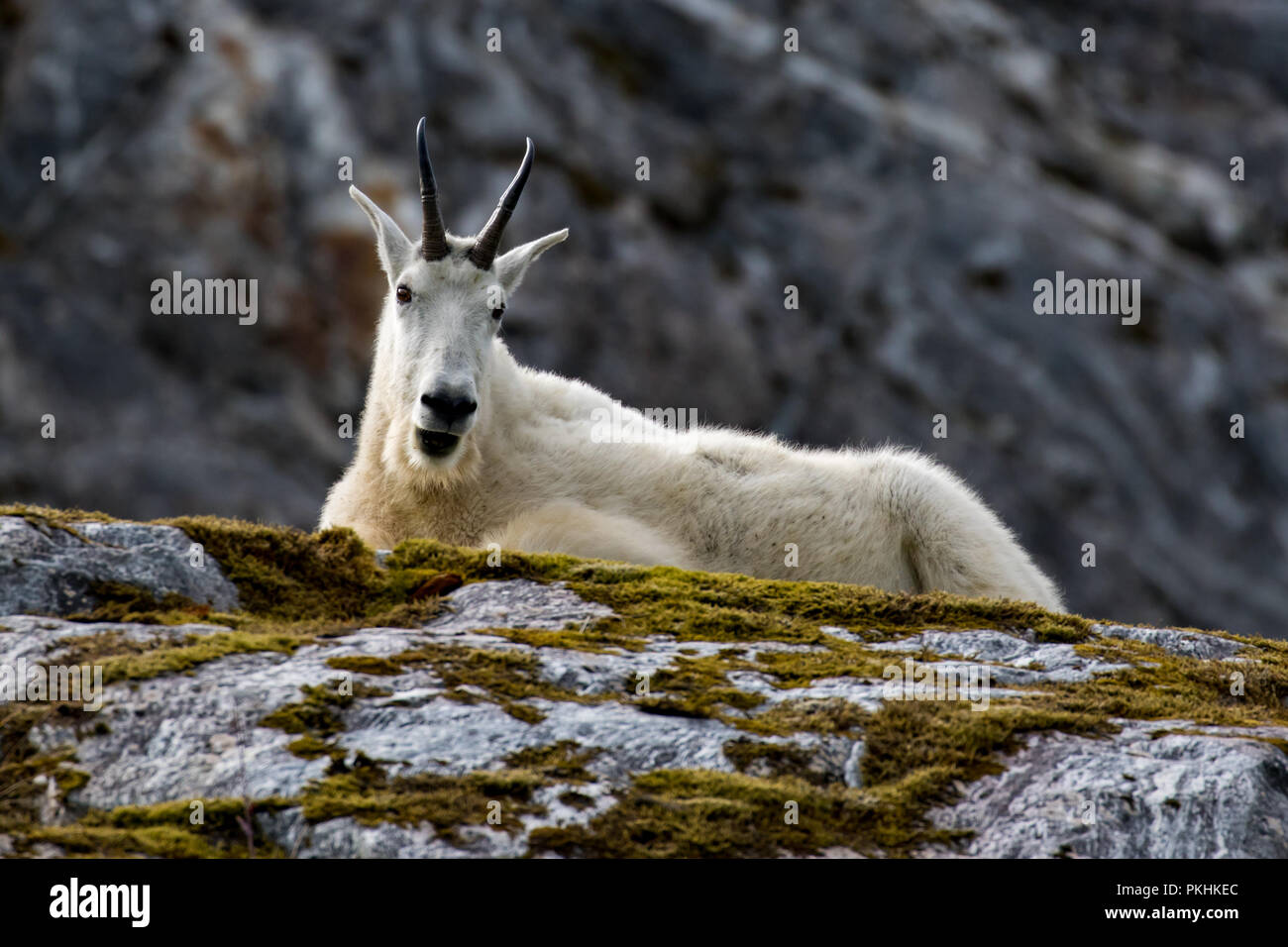 Mountain goat hooves hi-res stock photography and images - Alamy
