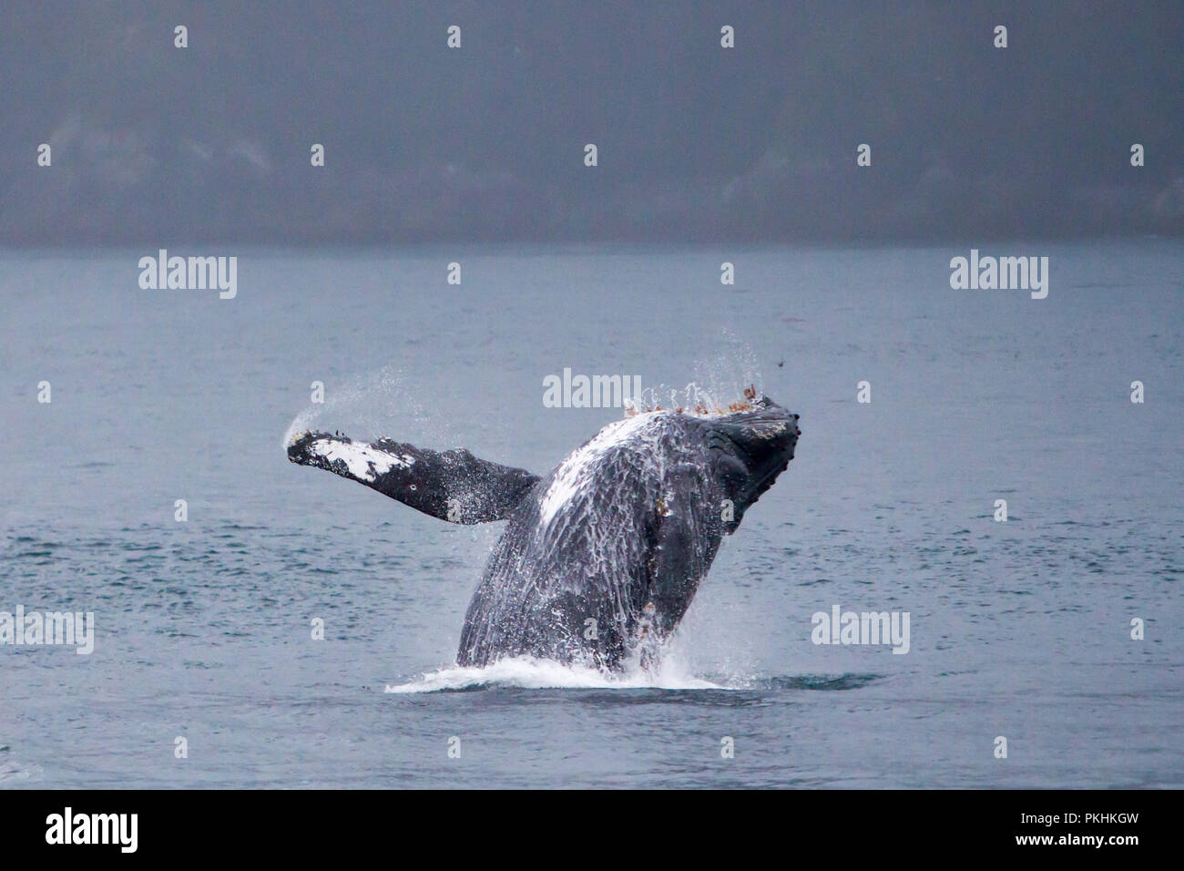 A humpback whale breaches high into the air in Cross sound near the Inian islands in Southeast Alaska, USA Stock Photo