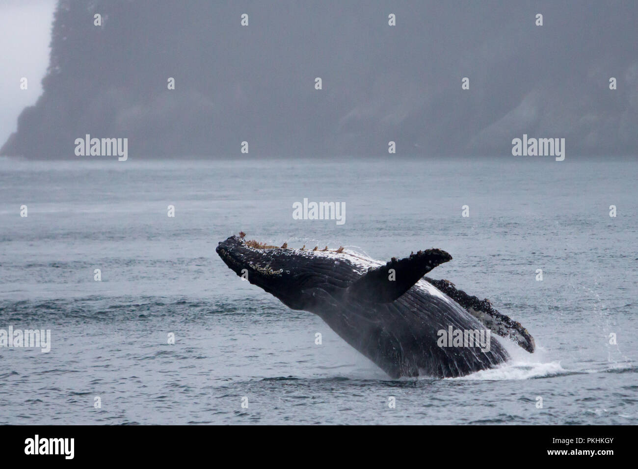 A humpback whale breaches high into the air in Cross sound near the Inian islands in Southeast Alaska, USA Stock Photo