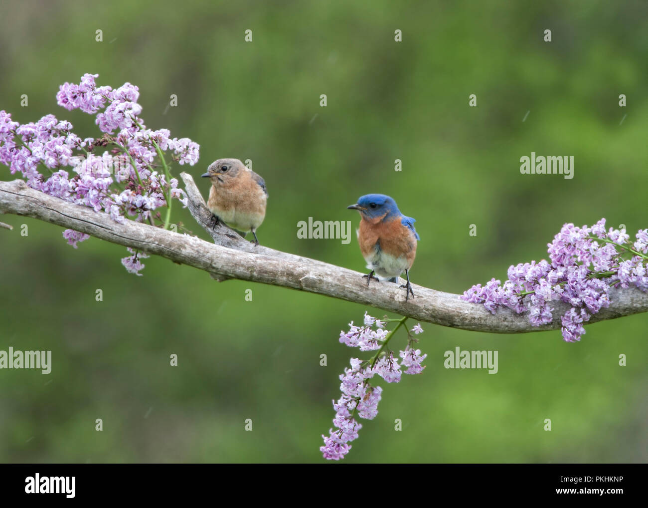 Eastern Bluebird Pair Perched in Lilacs Stock Photo