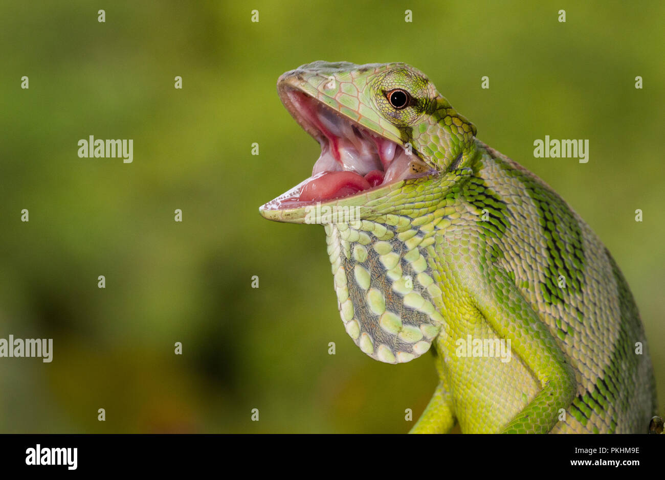 A canopy lizard with open mouth photographed in Costa Rica Stock Photo