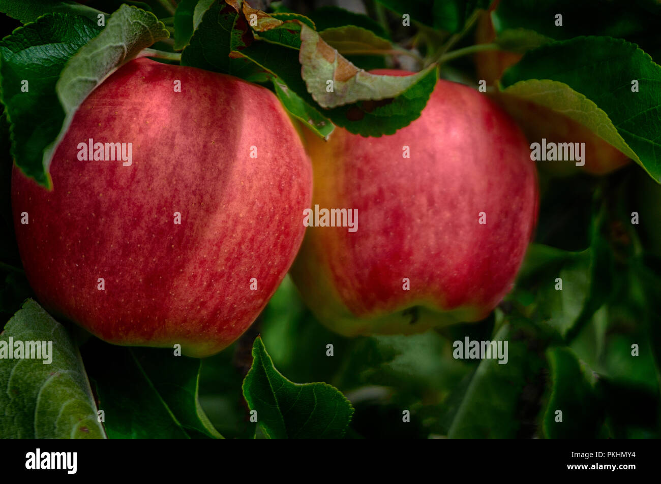 Mcintosh apples Kelowna BC Canada Stock Photo