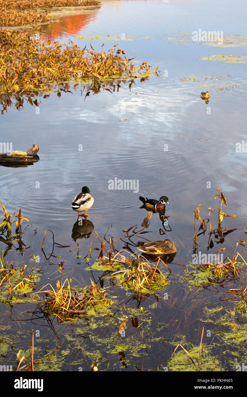 Autumn scenes around Lac Boivin (lake) Quebec, Canada. From the area of Centre d'Interpretation de la Nature du Lac Boivin. A mallard couple and a mal Stock Photo