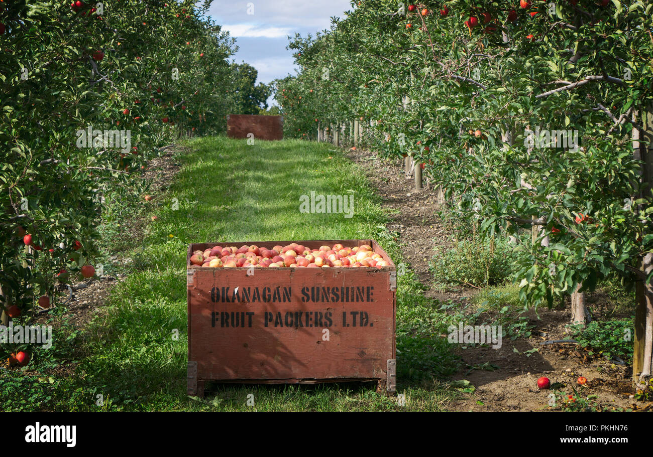 Apples crates Kelowna BC Canada Stock Photo Alamy