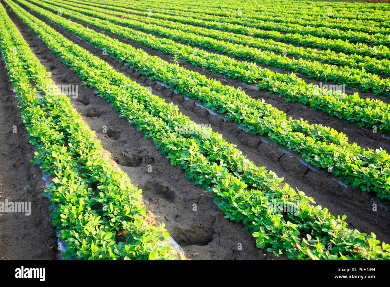 Peanuts Growing Stock Photos & Peanuts Growing Stock Images Alamy