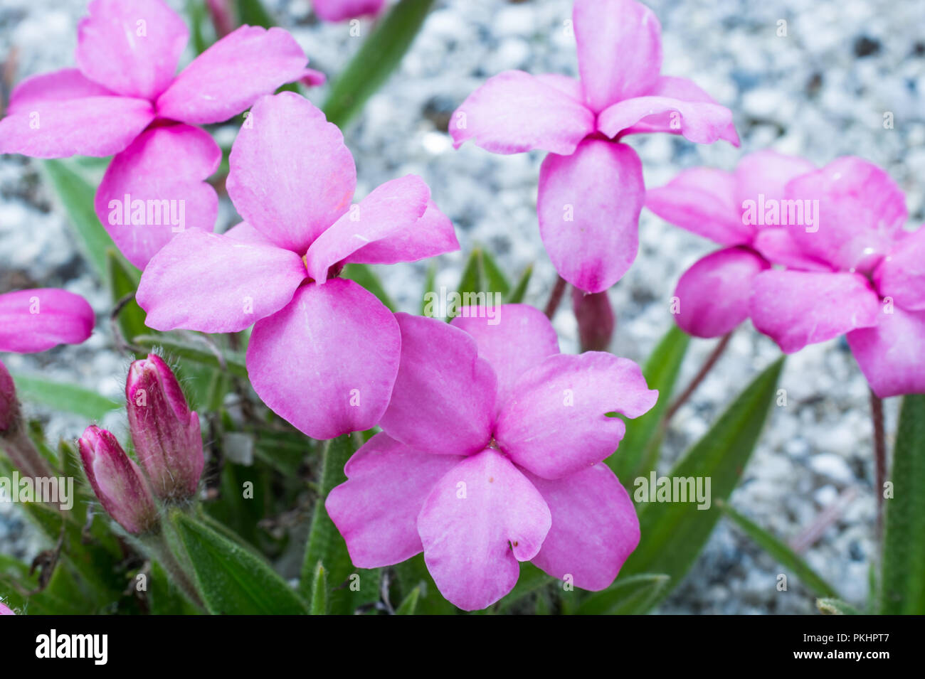 Rhodohypoxis in flower Stock Photo
