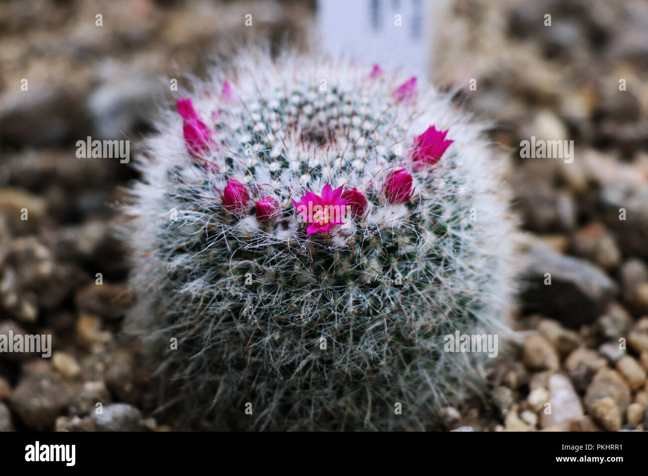 A beautiful bush famous as Mammillaria hahniana with many petals located in gravel in greenhouse Stock Photo