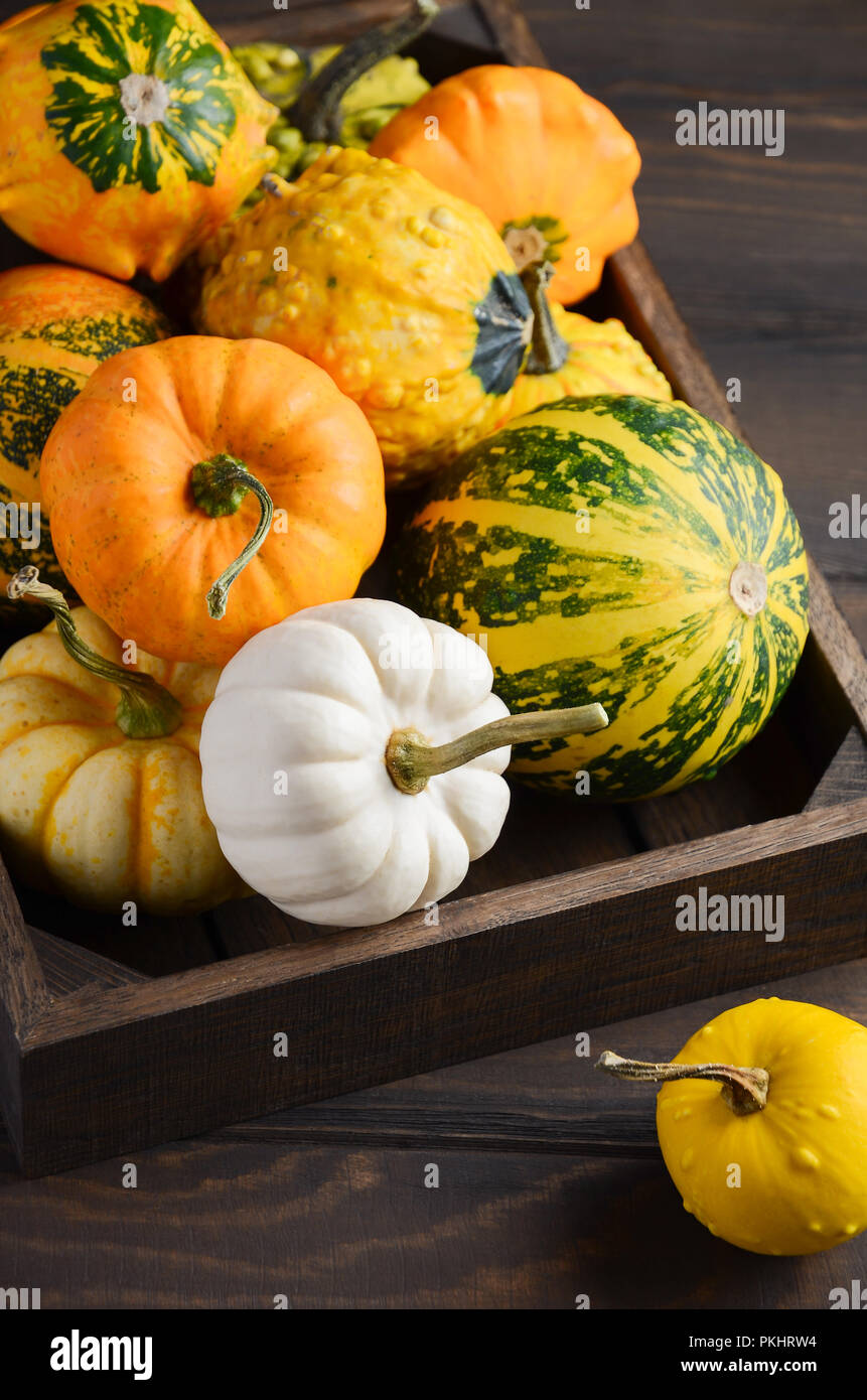 Autumn thanksgiving background with assorted mini pumpkins in wooden tray on a wooden table. Selective focus. Stock Photo